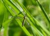 Tipula vernalis